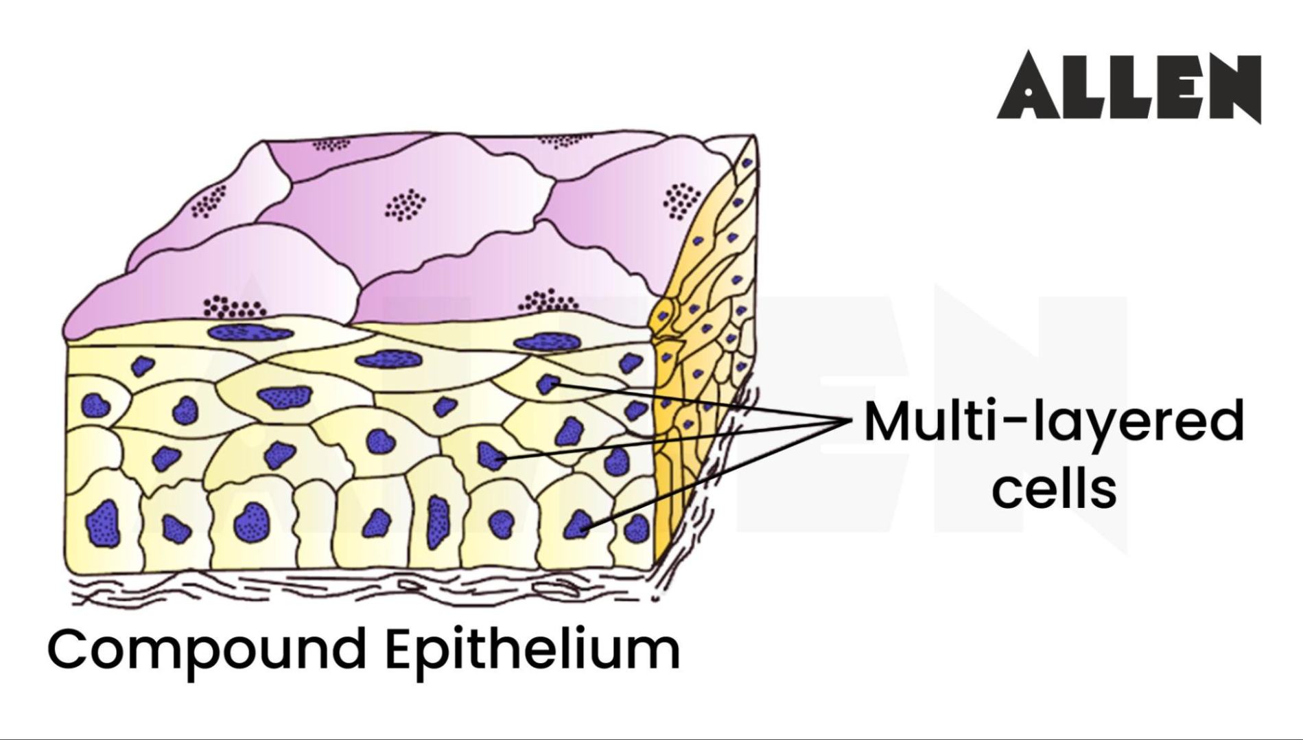 Compound Epithelial Tissue and Function