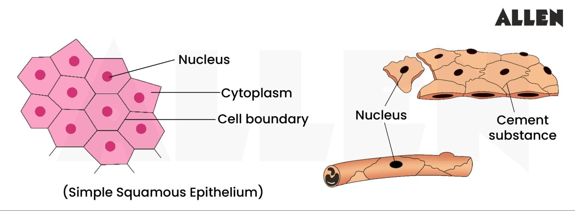 Simple Squamous Epithelium