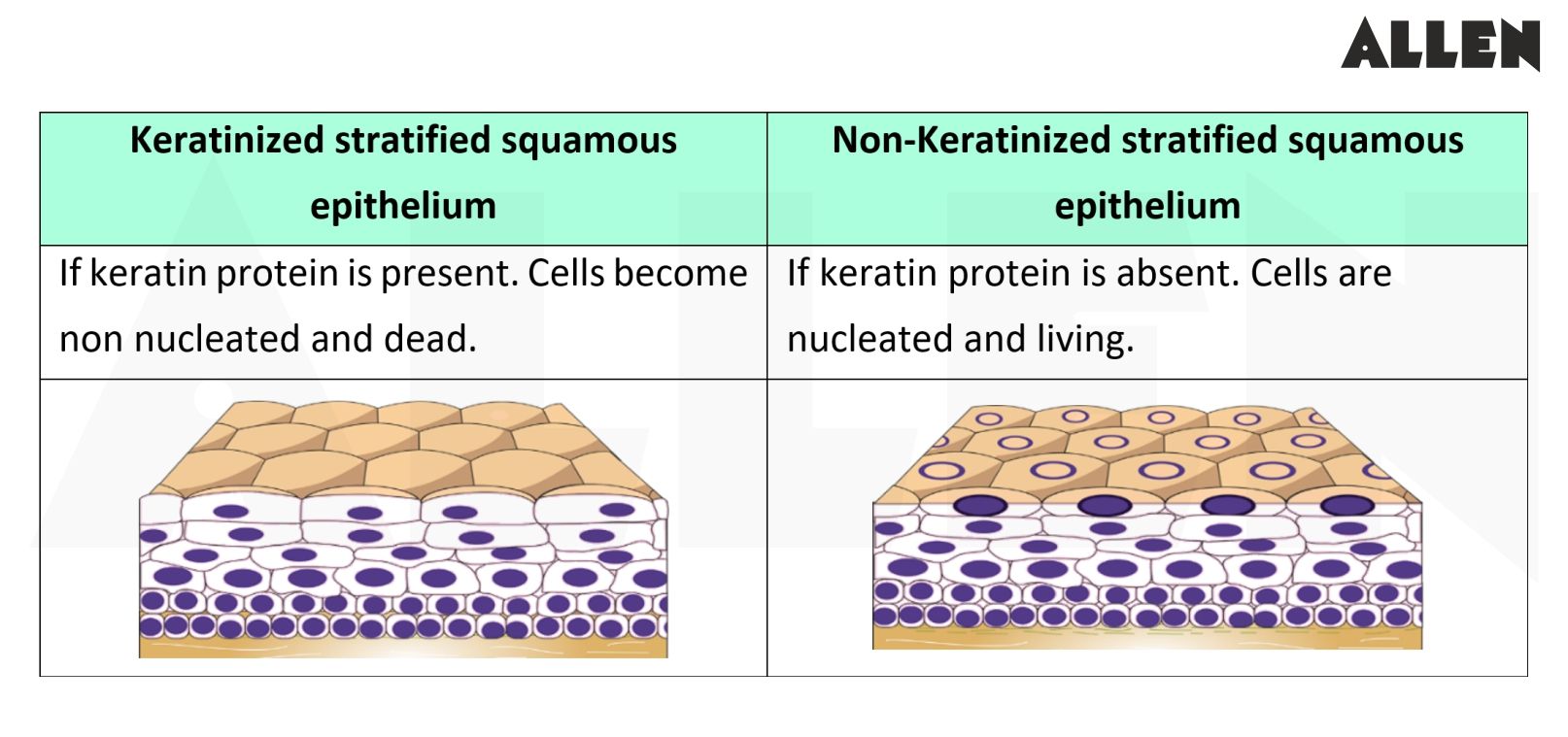 Stratified Squamous Epithelium