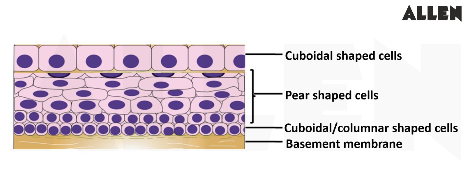 Stratified Cuboidal Epithelium 