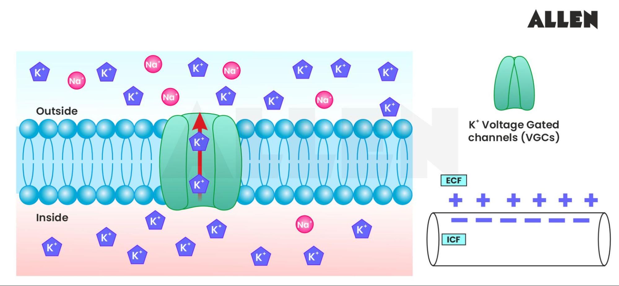 Image showing the Repolarization in an action potential