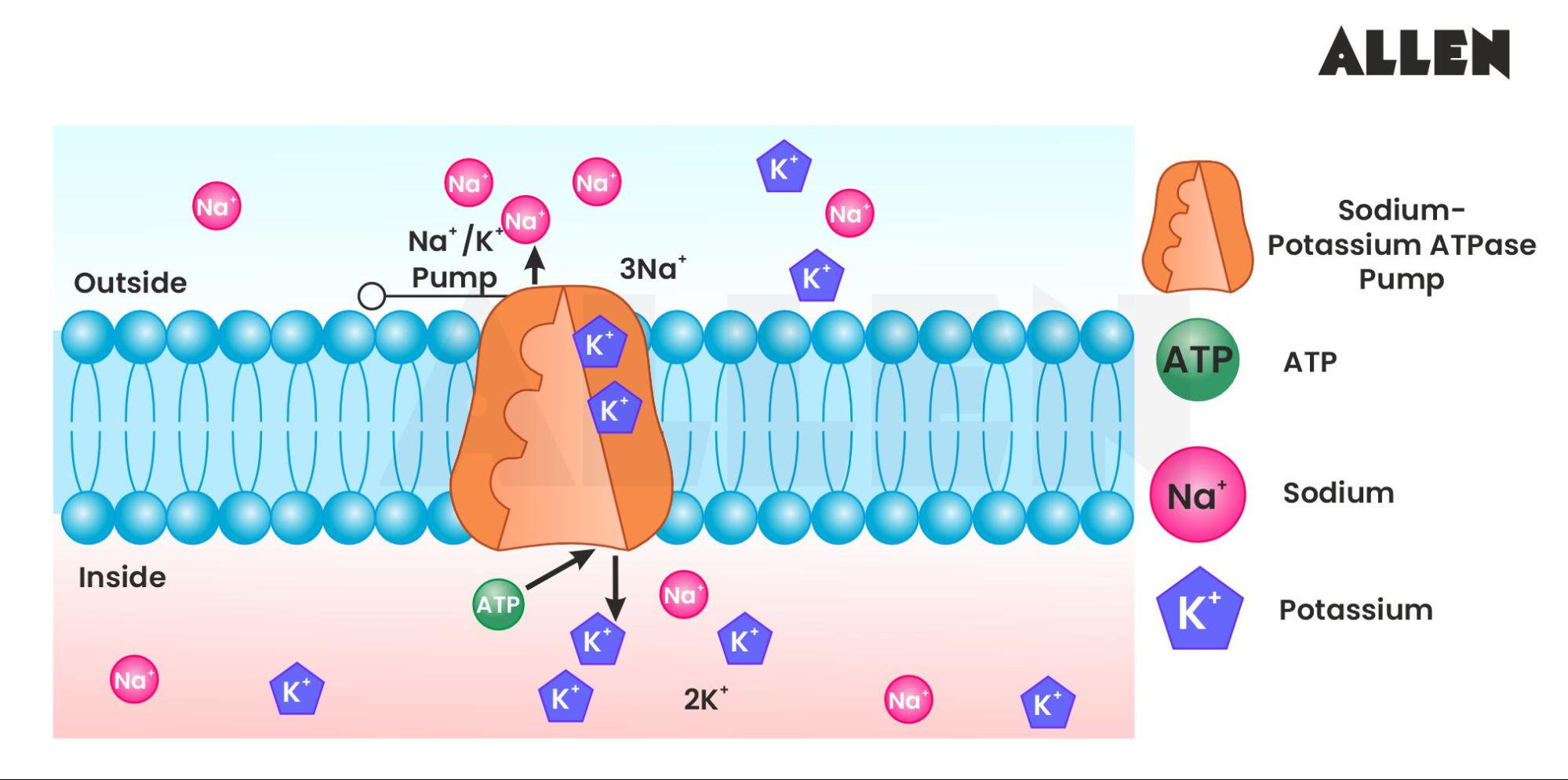 Resting Membrane Potential