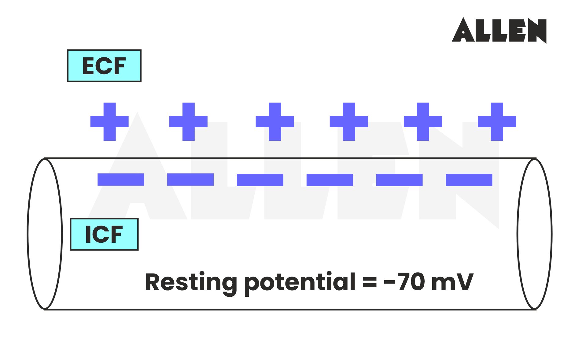 Resting potential of -70mV in the steps of action potential