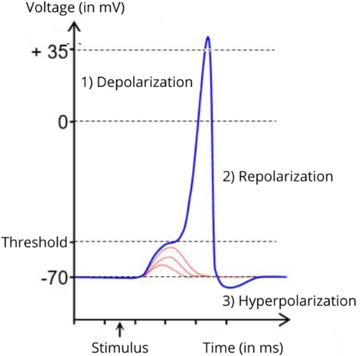 The image of the graph showing the return to resting potential in an action potential
