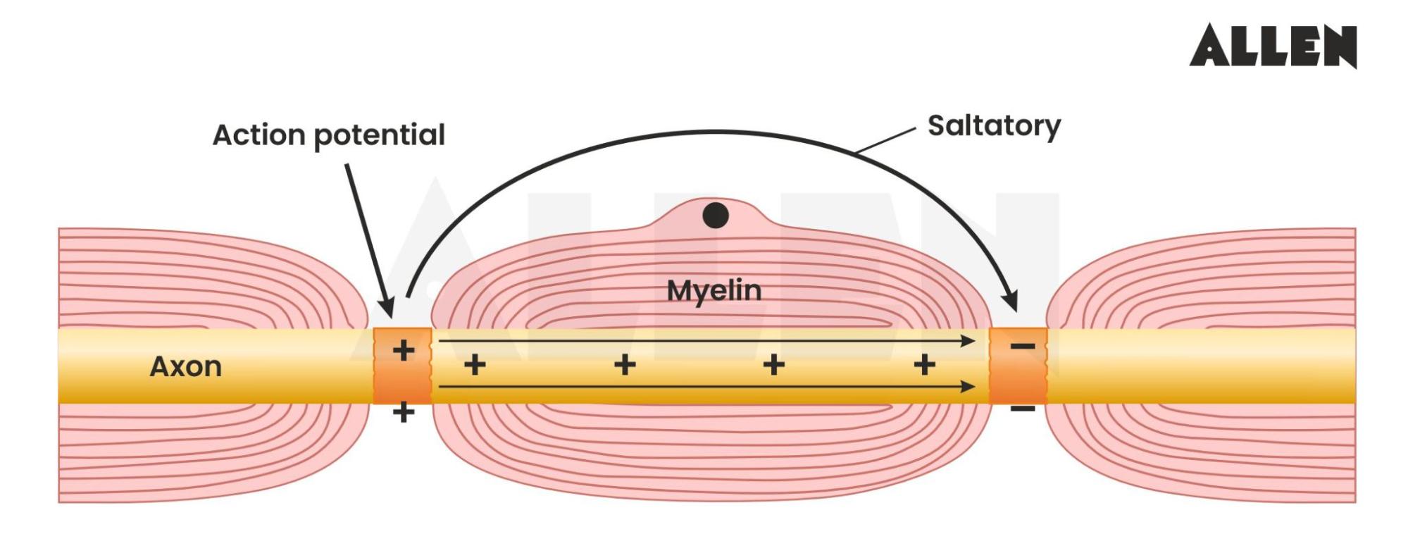 Image showing the Saltatory Conduction of Nerve Impulse