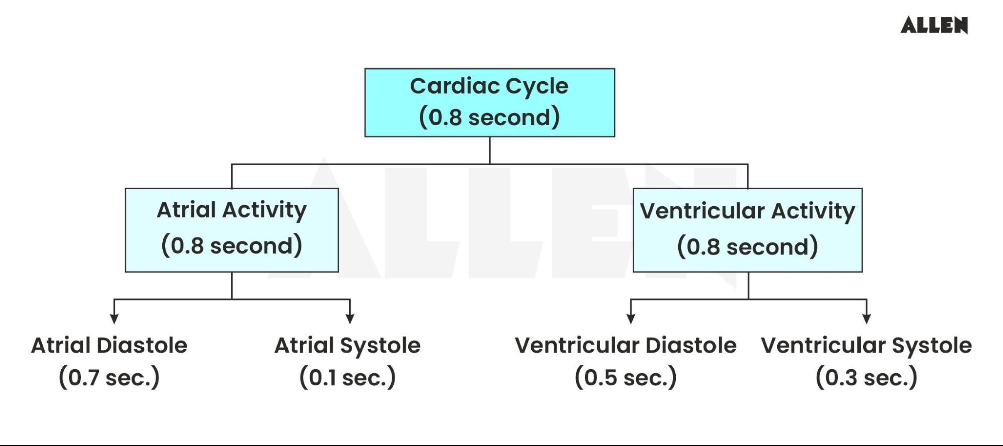 Chart showing the cardiac cycle