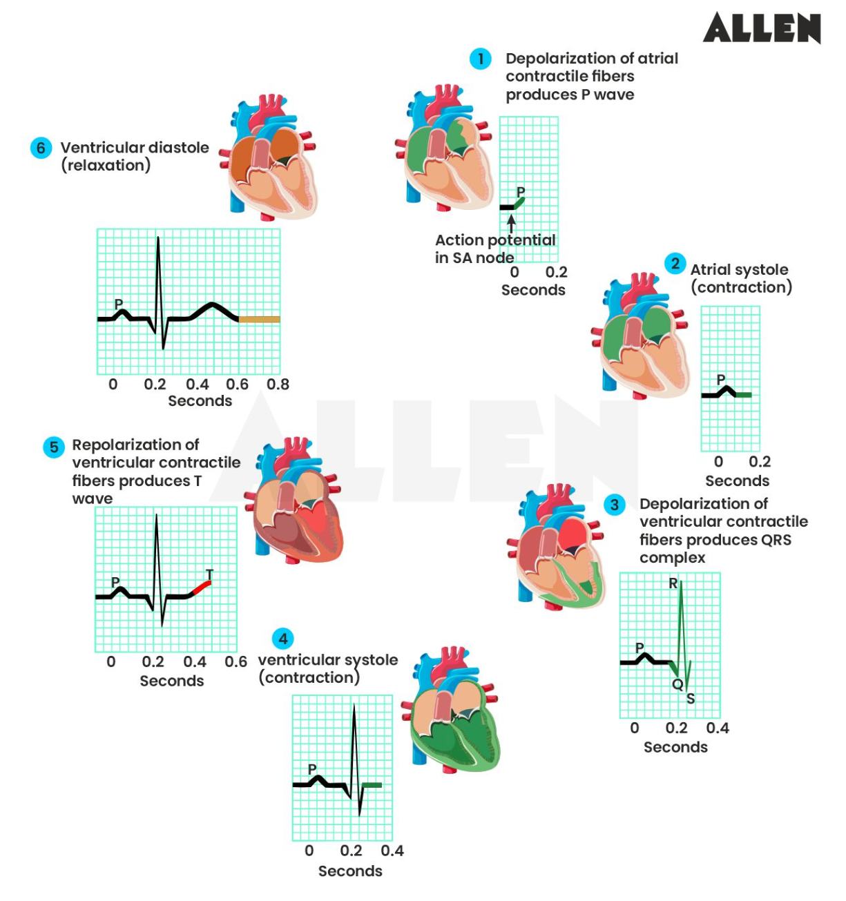 Image showing the complete cardiac cycle