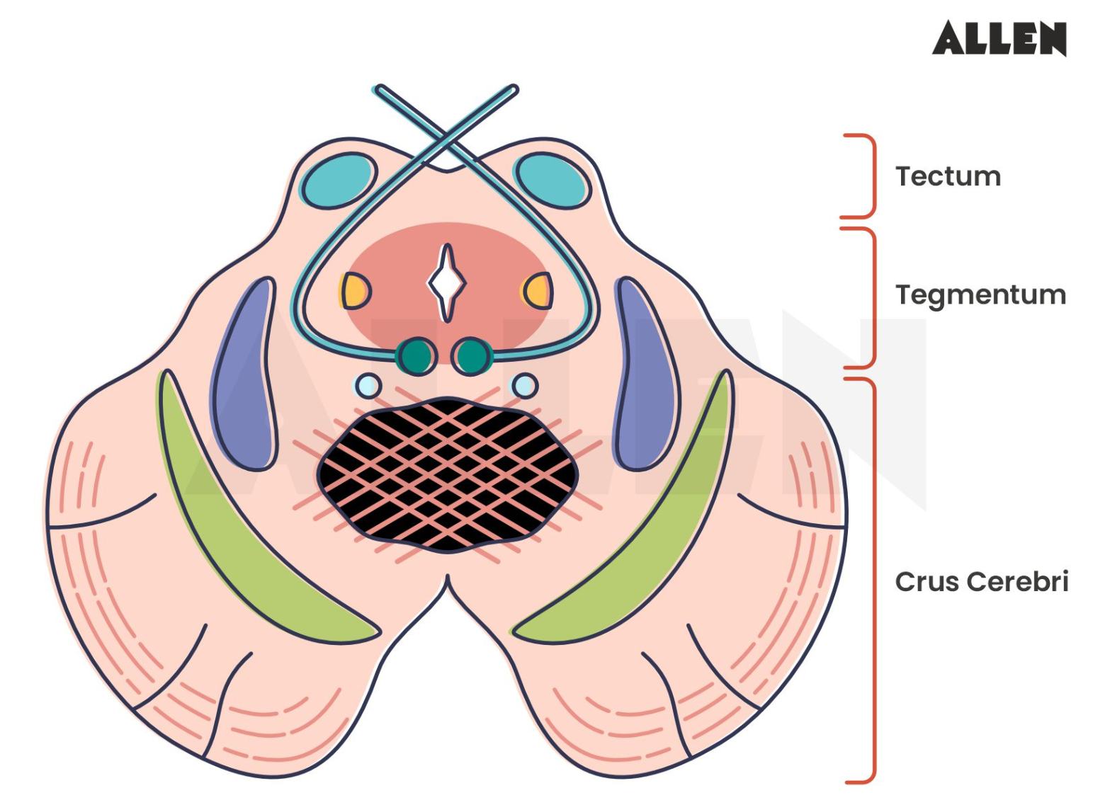 Image showing the parts of a brain stem
