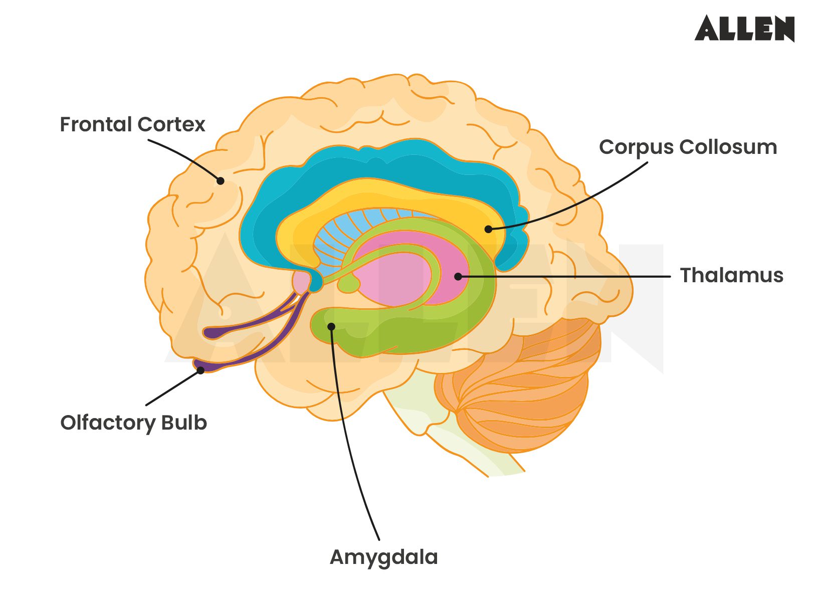 Image showing the limbic system of the brain