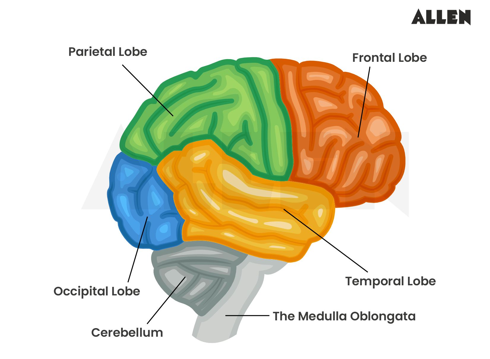 Image showing the lobes of the brain