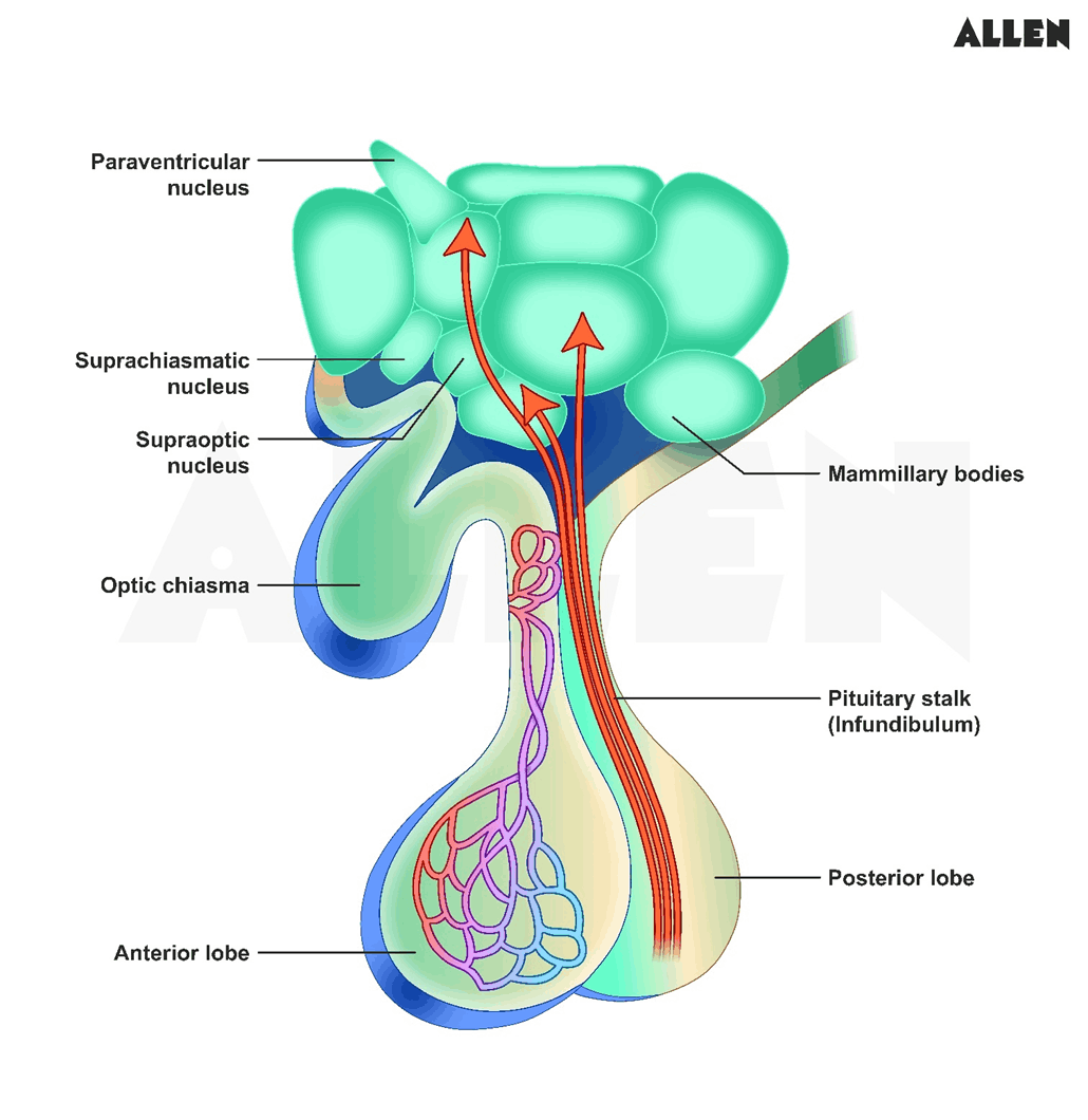 Structure of the pituitary gland