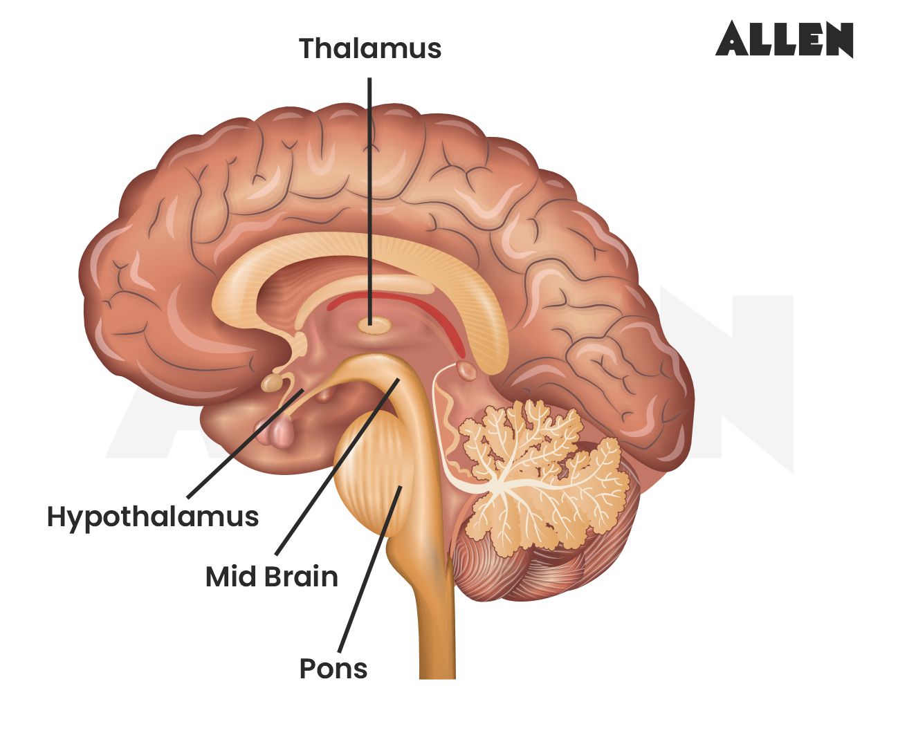 Anatomy of the brain