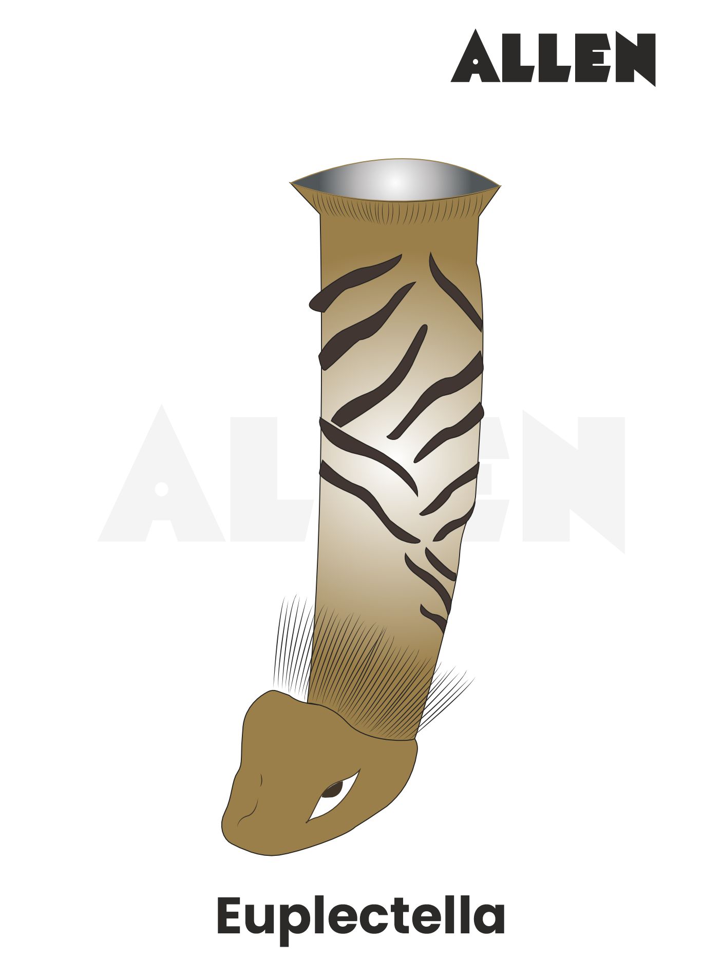 Image of Euplectella