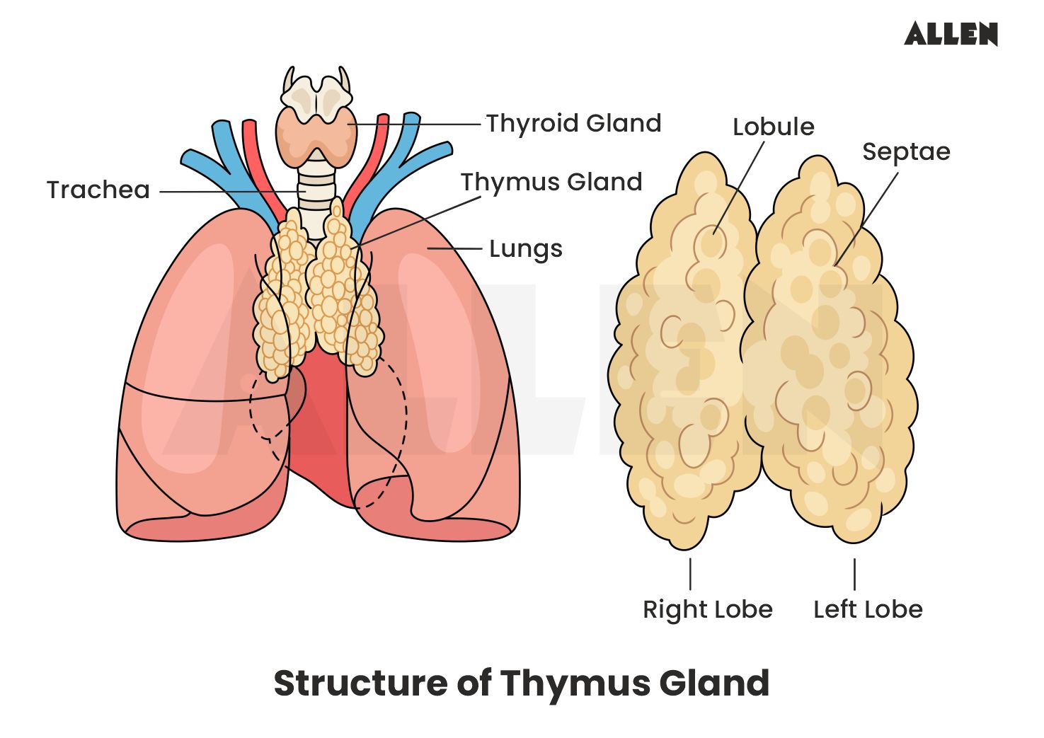 What Is The Lymphatic System Components And Flow Of Lymph Diagram