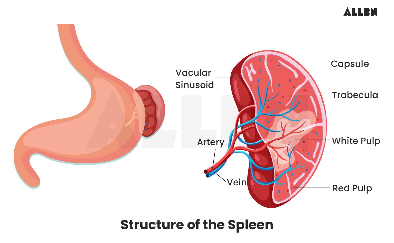 Structure of the spleen