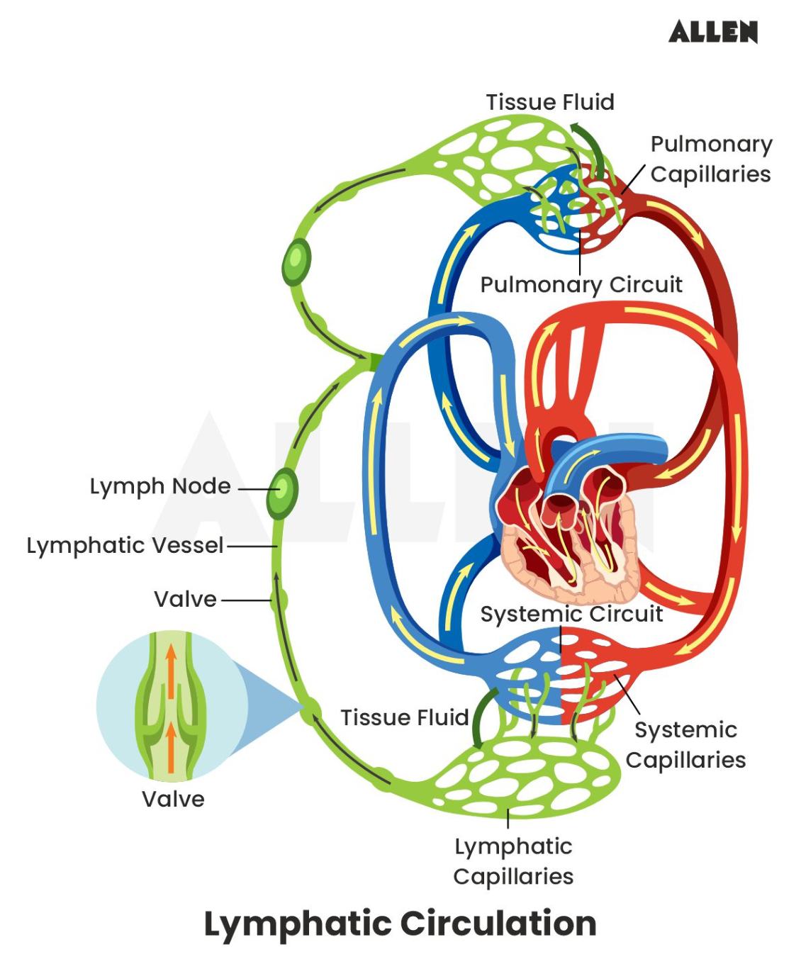 Image showing the Flow of Lymph Diagram