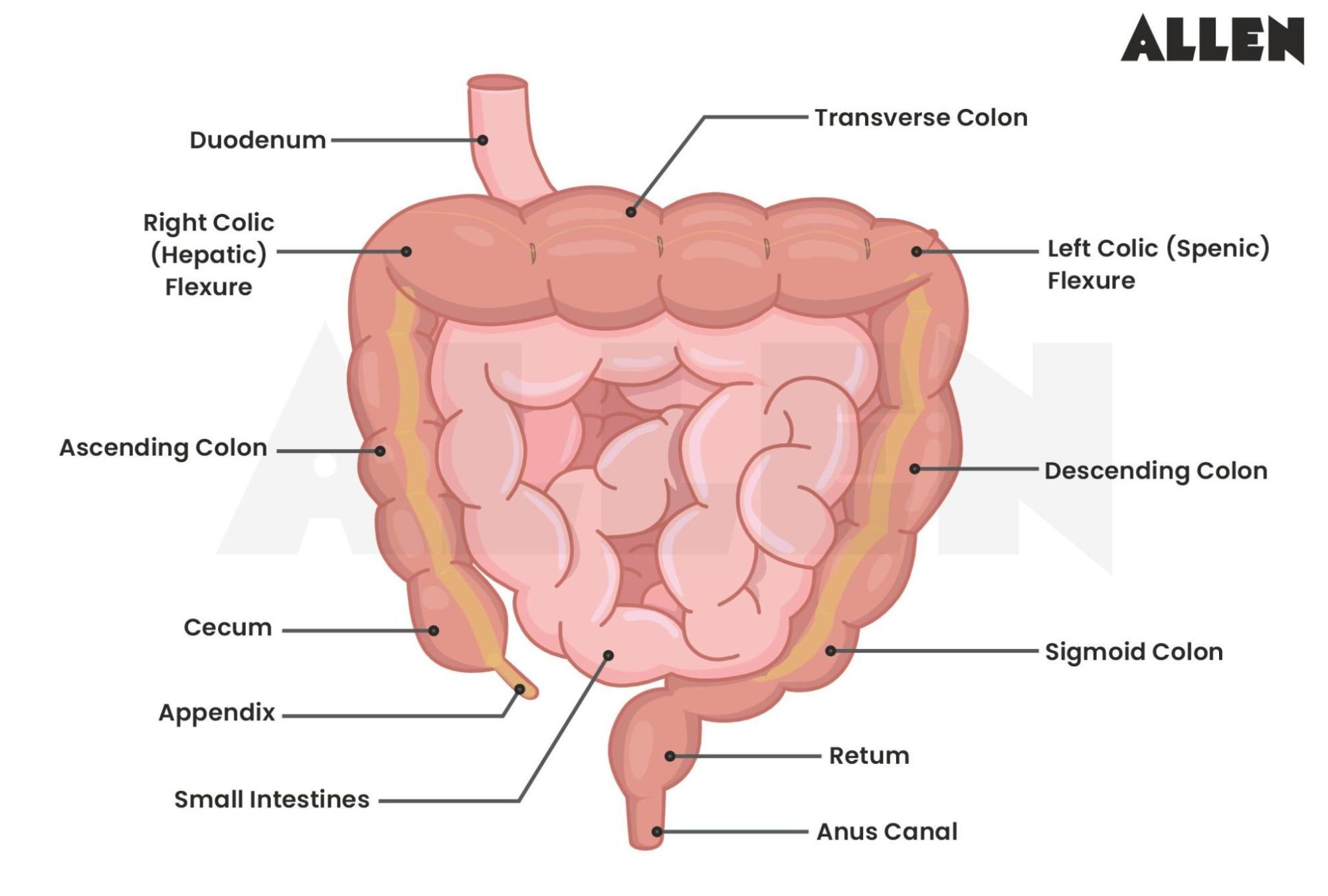 Image showing the diagram of the small and large intestines