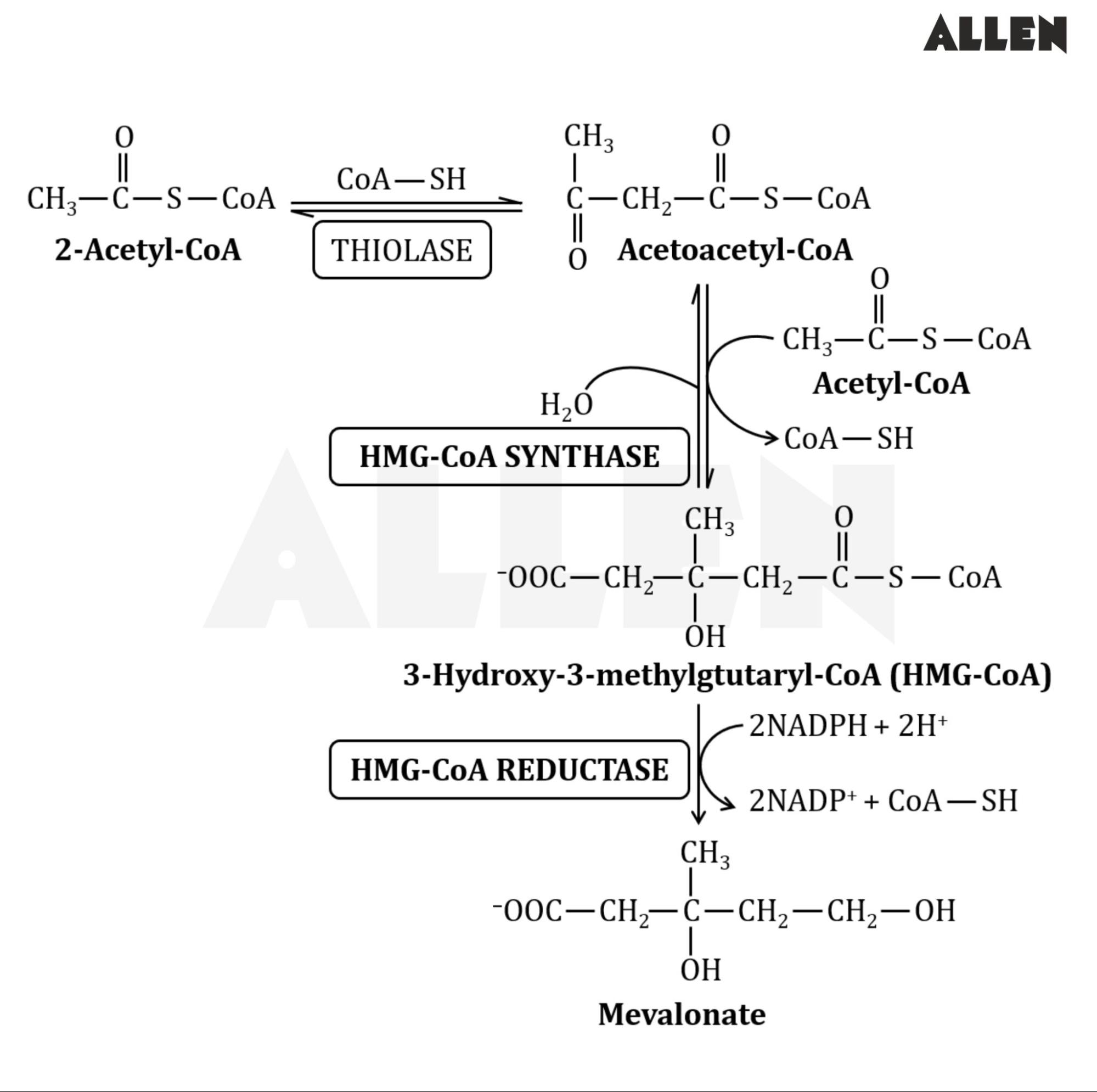 Synthesis of Mevalonate from Acetate in cholesterol synthesis