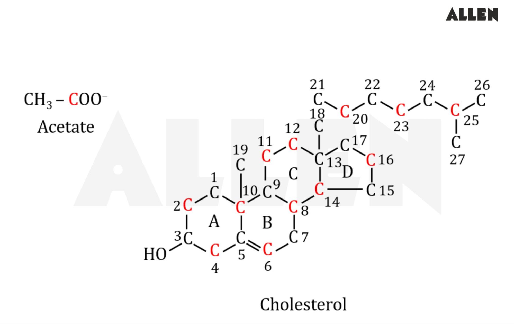 Cholesterol Synthesis