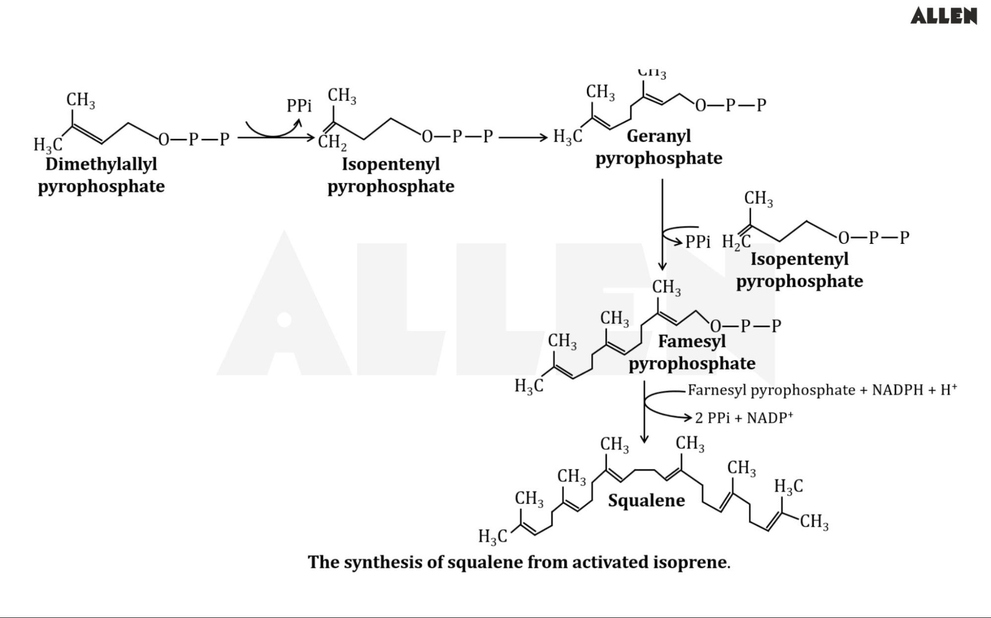 Condensation of Six Activated Isoprene Units to Form Squalene