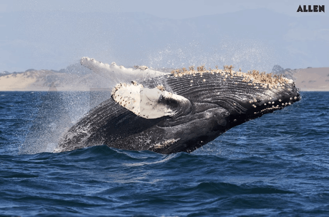 Barnacles on Whales- An example showing commensalism