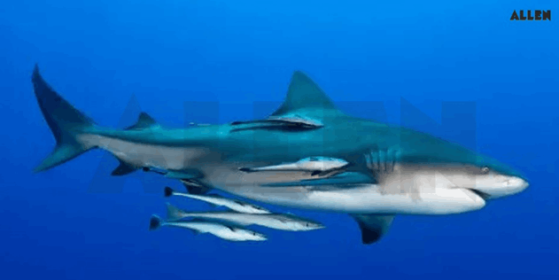 Remoras and Sharks showing commensalism