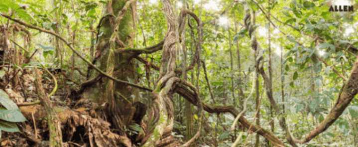 Example showing Lianas in commensalism