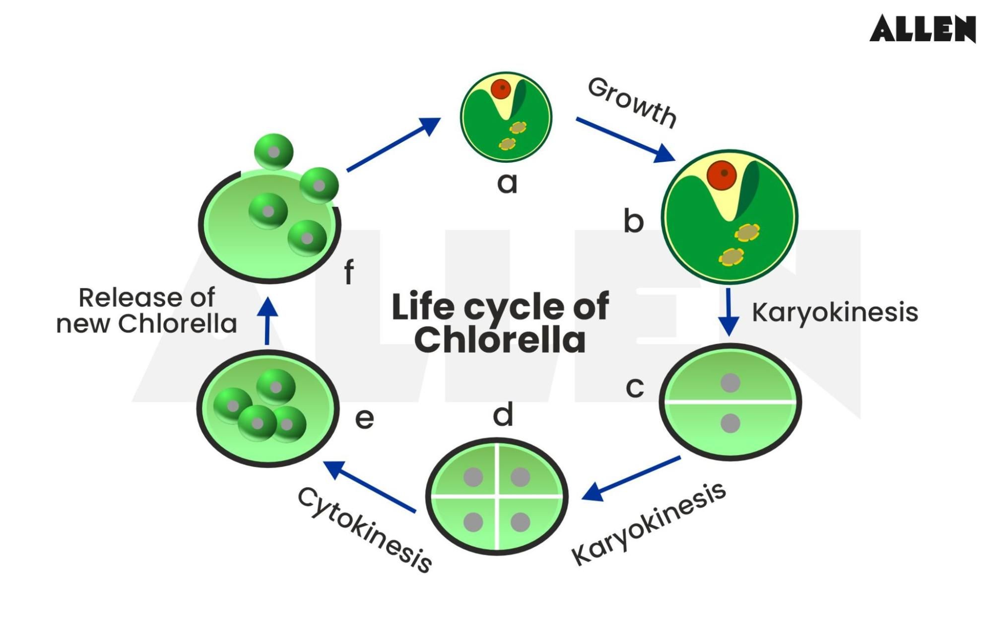Life Cycle of Chlorella