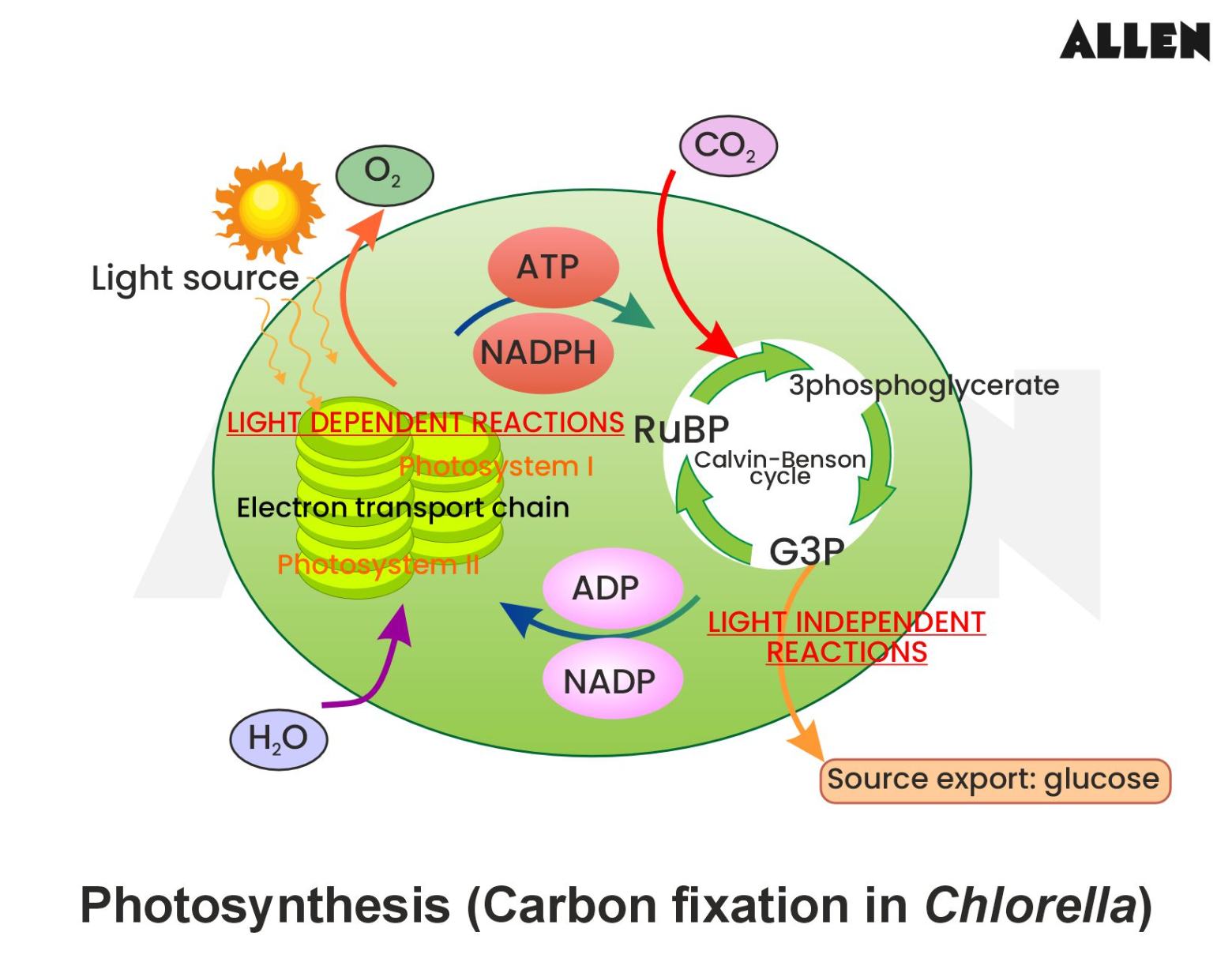 Photosynthesis