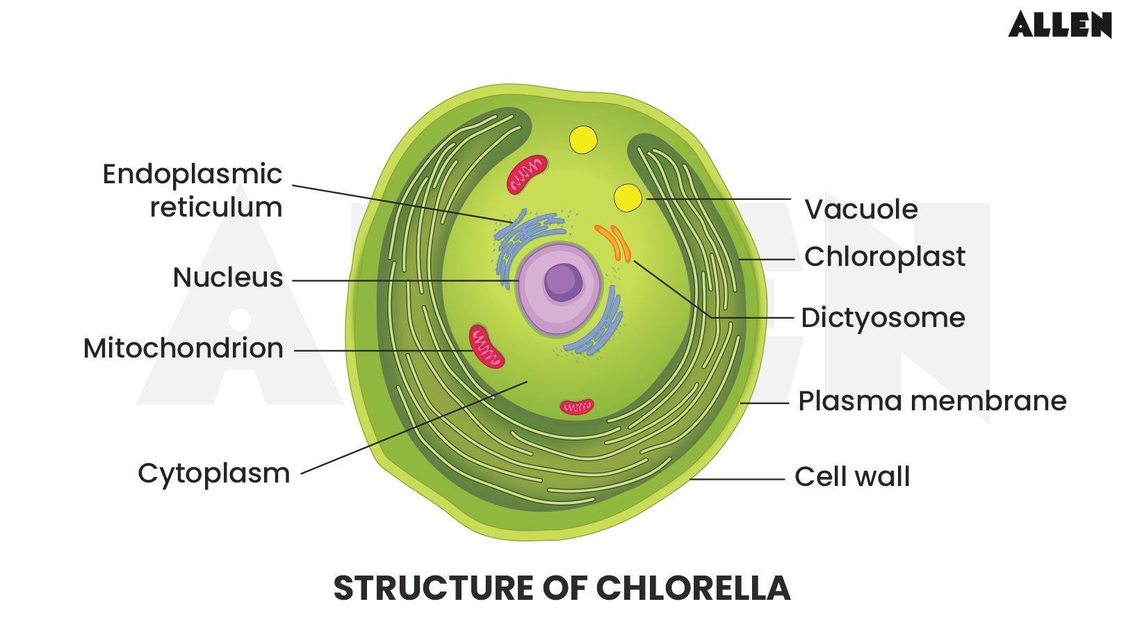 Structure of Chlorella