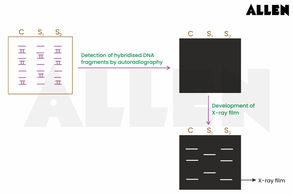 Autoradiography