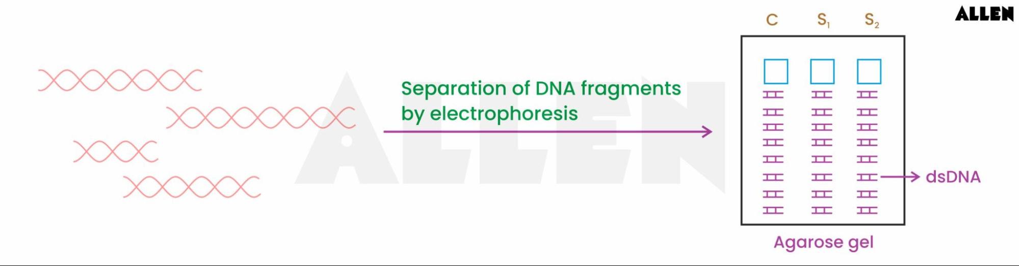 Gel electrophoresis