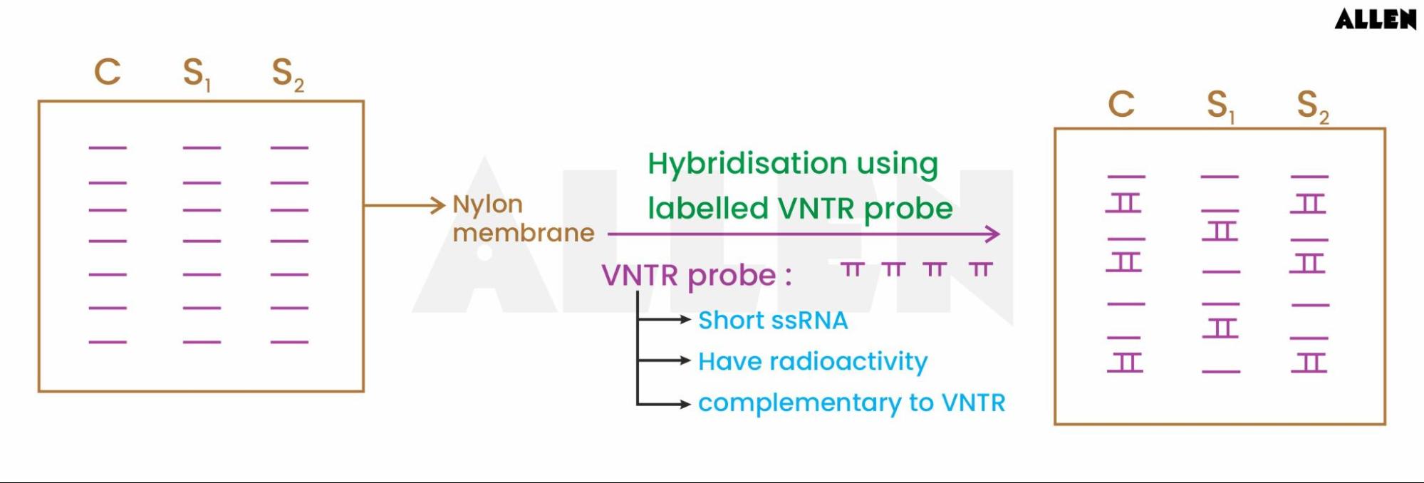 Hybridization in DNA sequence