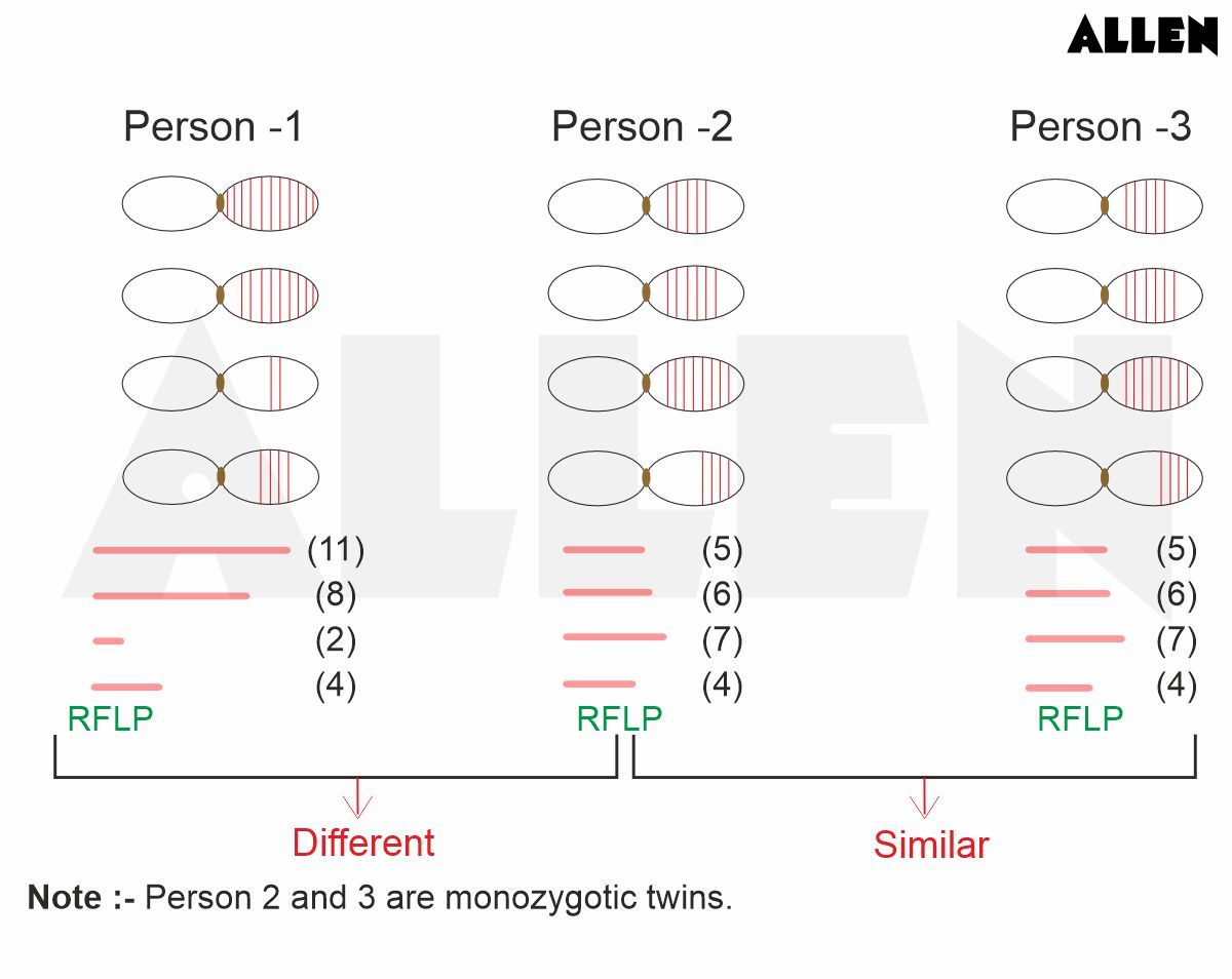 RFLP Pattern in monozygotic twins