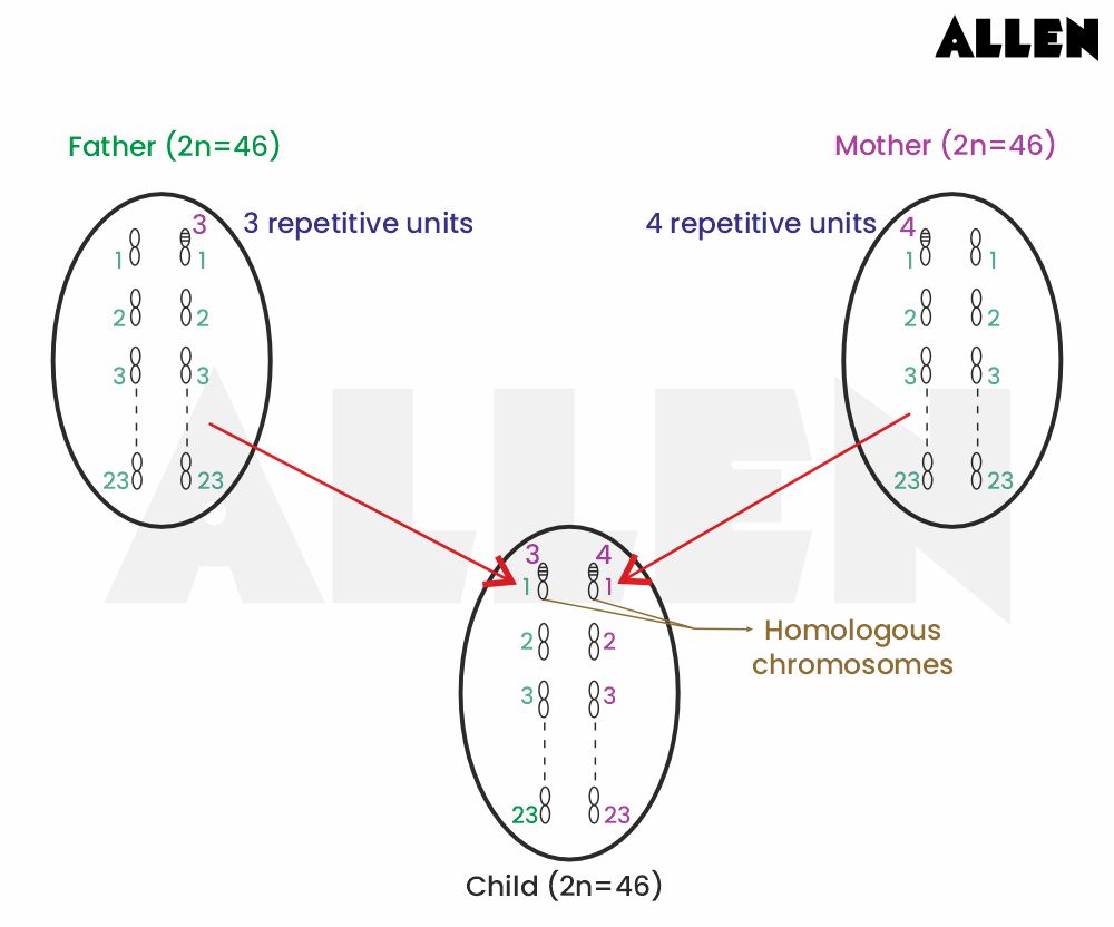 Image showing a repetitive DNA sequence