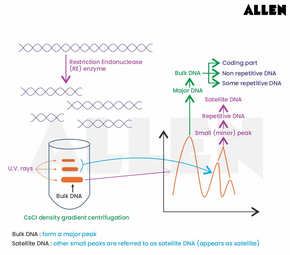 Repetitive DNA