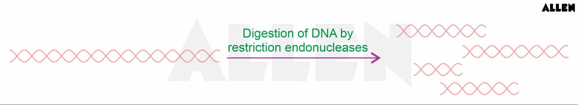 Restriction Enzyme Digestion
