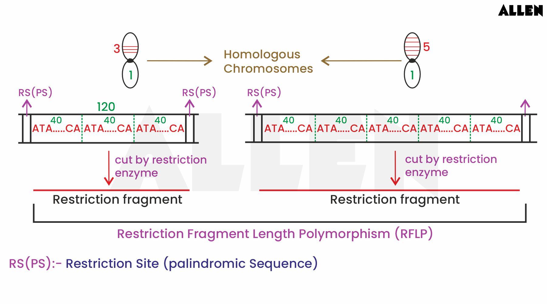 Restriction Fragment Length Polymorphism