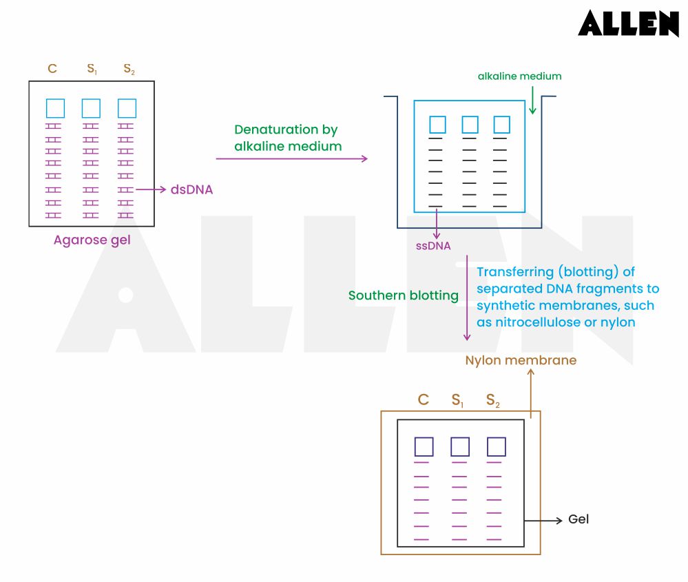 Southern Transfer in DNA Fingerprinting