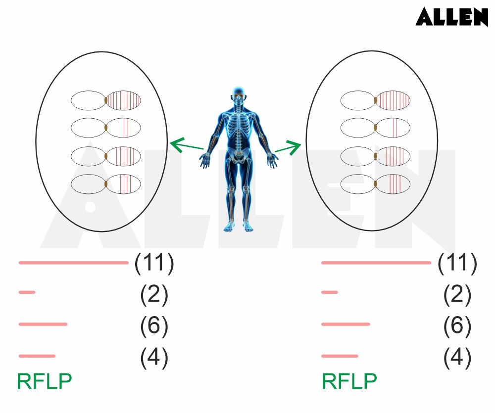 RFLP Pattern in two different cells/tissues of a person