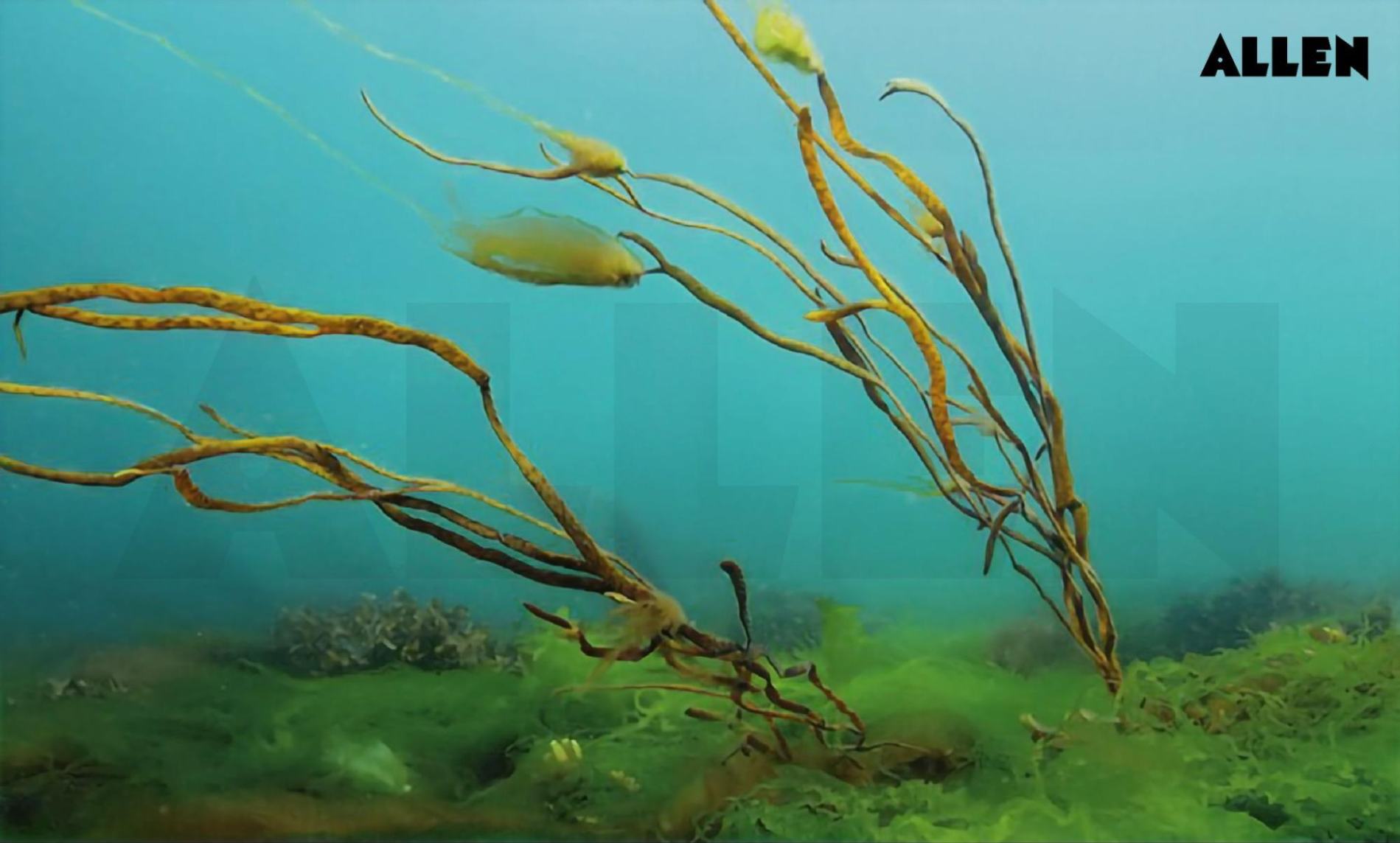 Ectocarpus' habitat