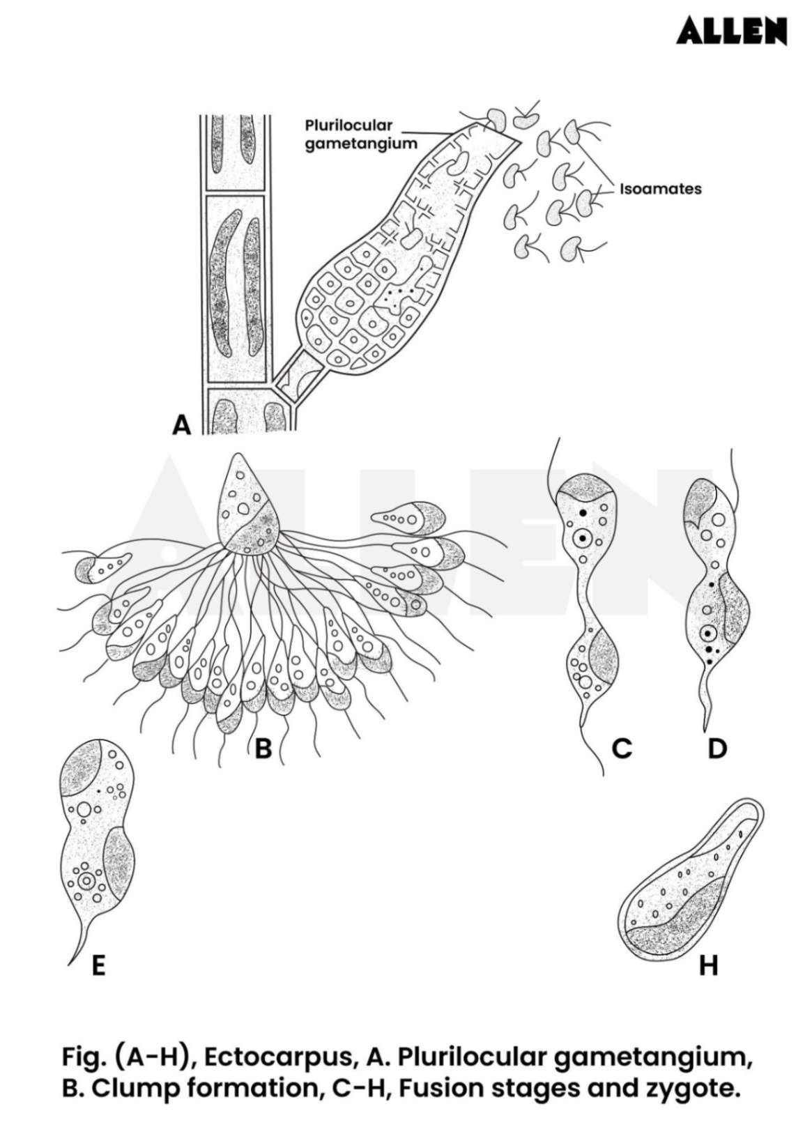 Asexual reproduction in ectocarpus