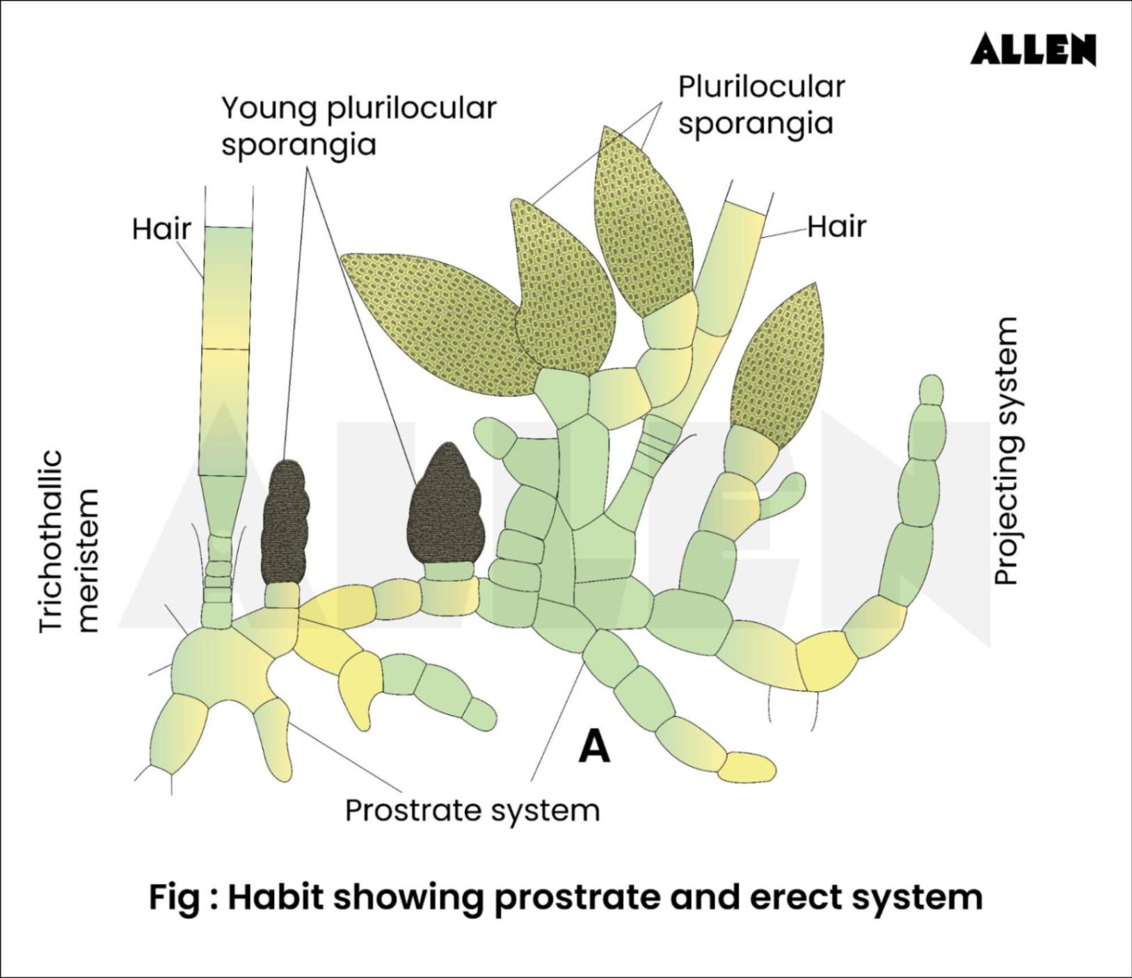 Image of habitat showing the prostrate and erect system in an ectocarpus