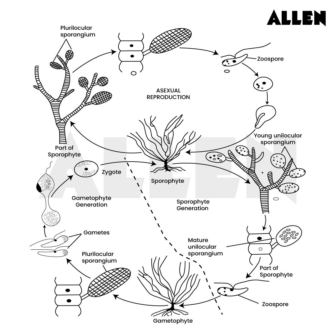 Image showing the lifecycle of ectocarpus