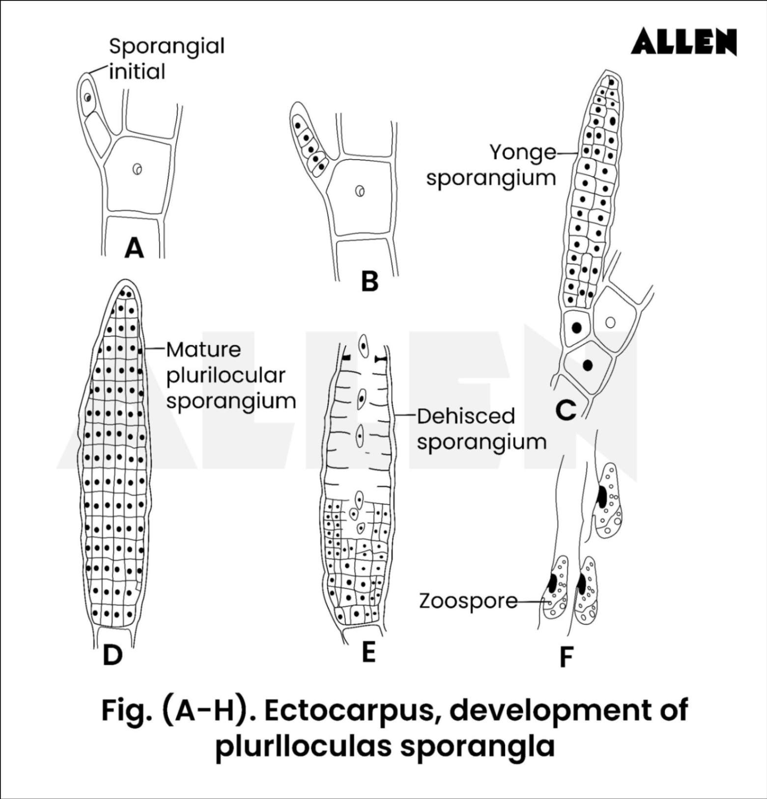 Plurilocular Ectocarpus