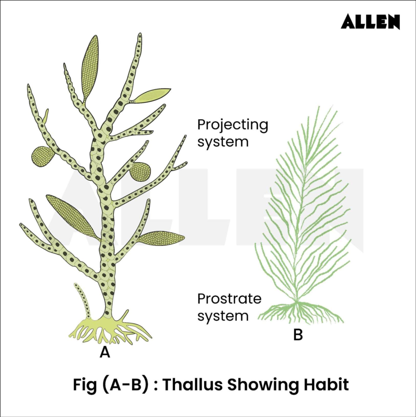 Image of Thallus showing Habitat in an ectocarpus
