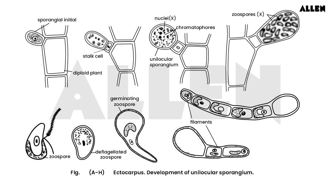 Development of unilocular sporangium in ectocarpus