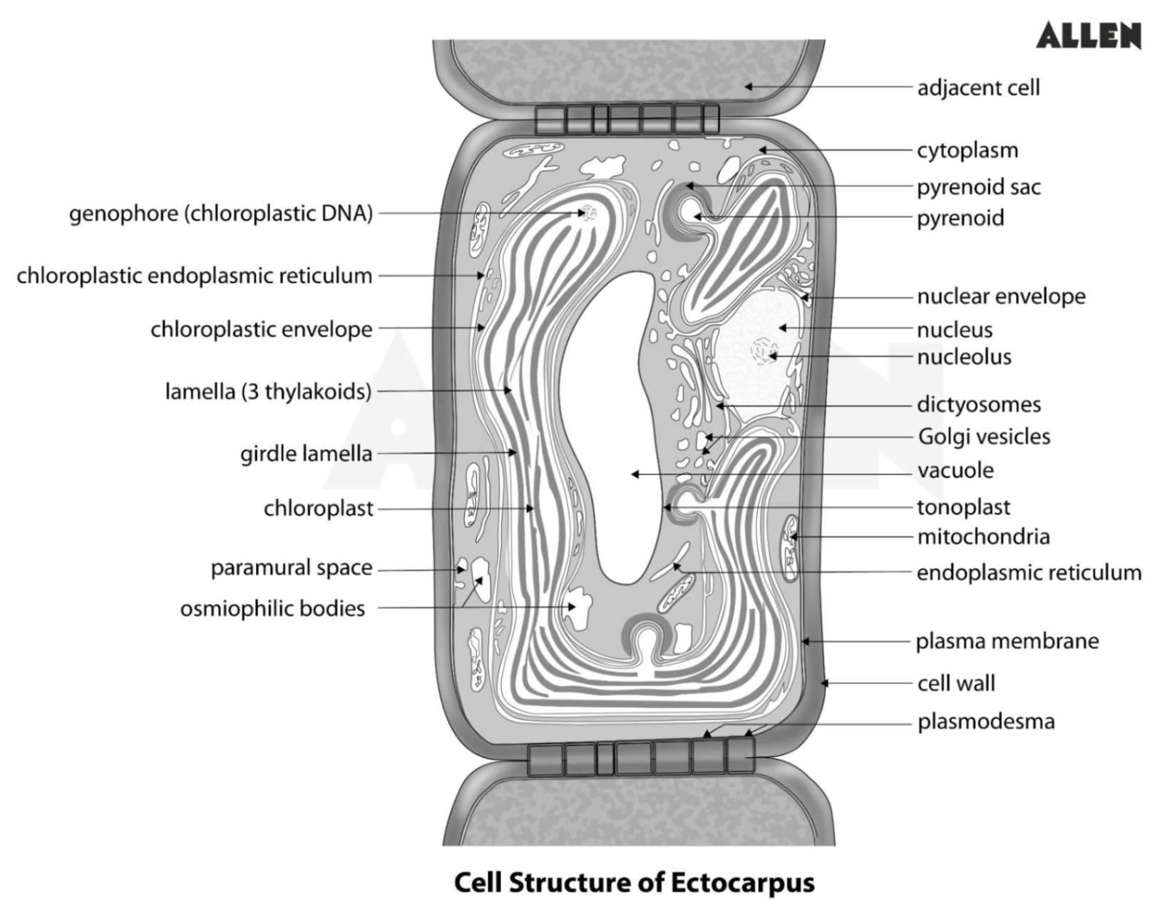 Cell Structure of Ectocarpus