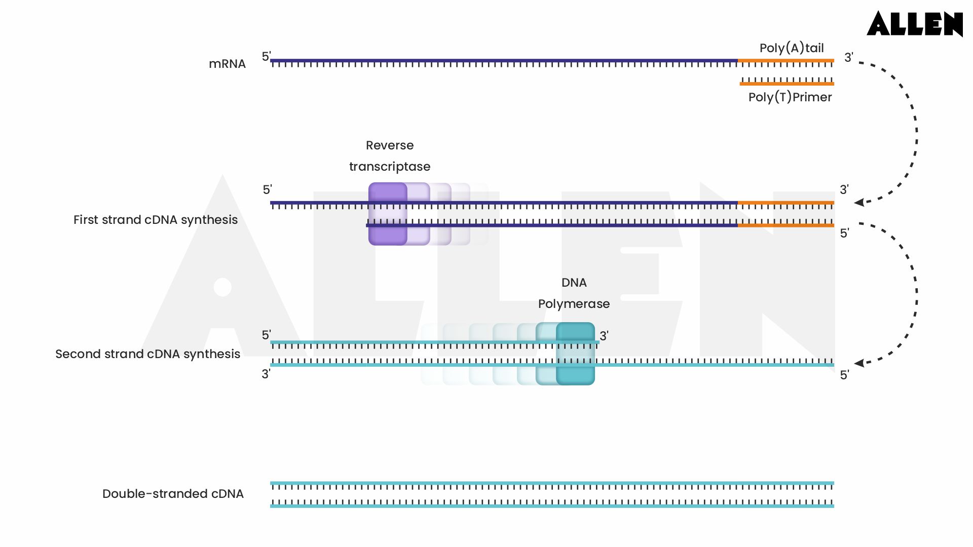 Image showing the Construction of cDNA