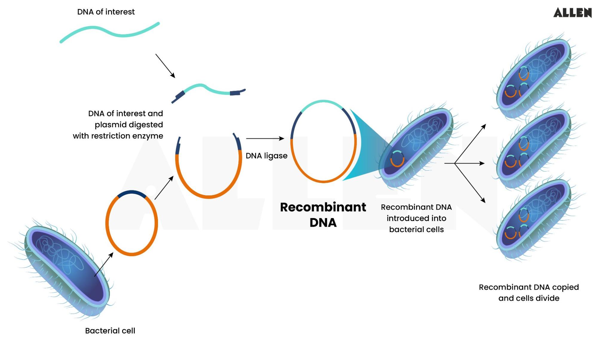 Recombinant DNA